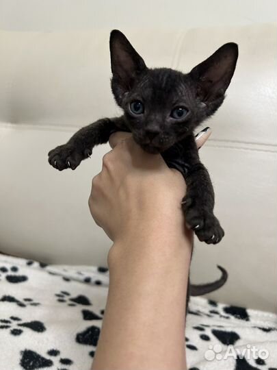 Котята сфинкса браши
