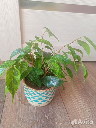 Фикус бенджамина пестролистный