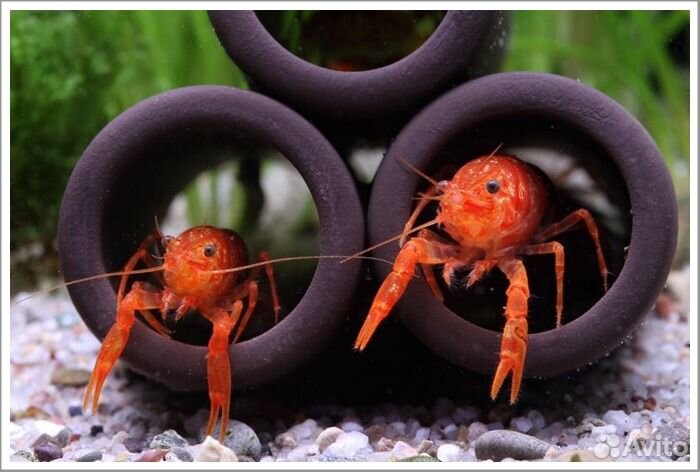 Рак мексиканский. Рак карликовый