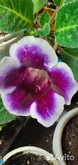 Лист Глоксинии фиолетов.с белым