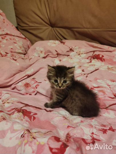 Котята бесплатно в добрые руки