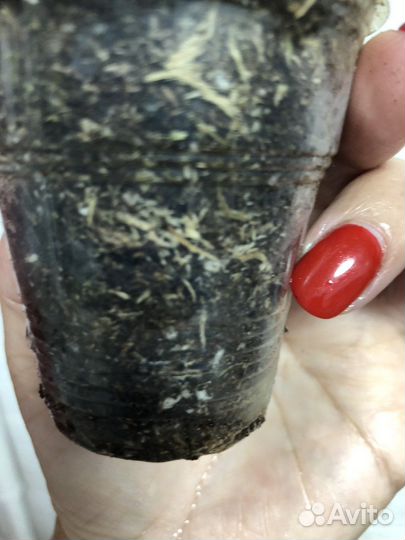 Спатифиллум флорибунда