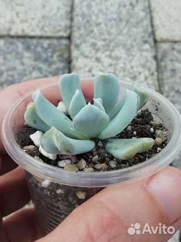 Суккуленты, эхиверия