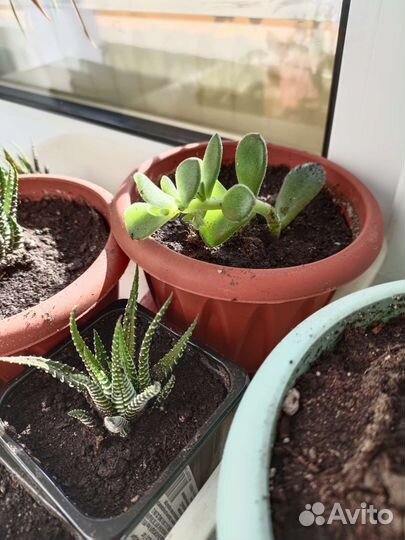 Комнатные растения/ хавортия/ рассада/ цветы