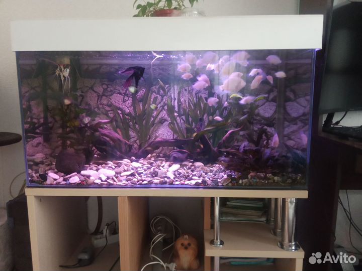Аквариум 250 литров с тумбой