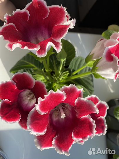 Глоксиния цветущая