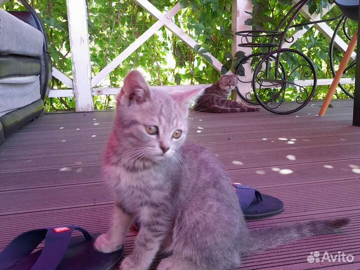 Кошка в дар бесплатно