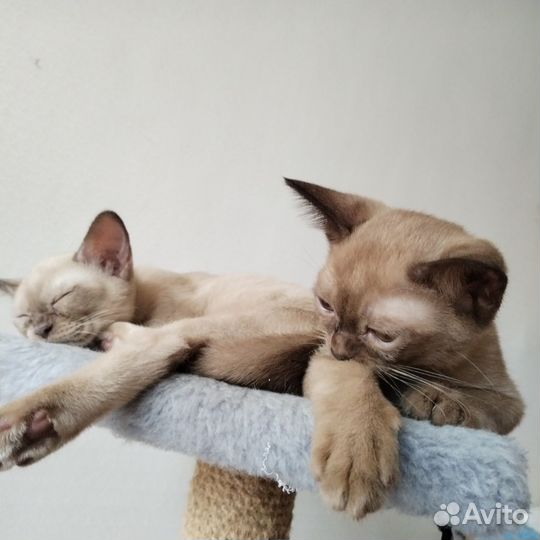 Котята бурма