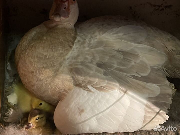 Мускусные утята индоутки