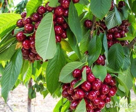 Саженцы яблони, груши, вишни, черешни, черевишни