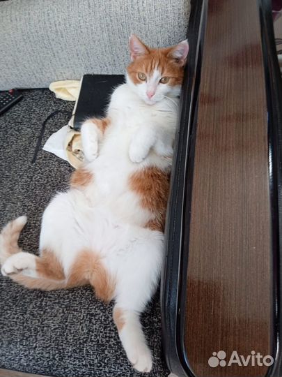 Передержка животных