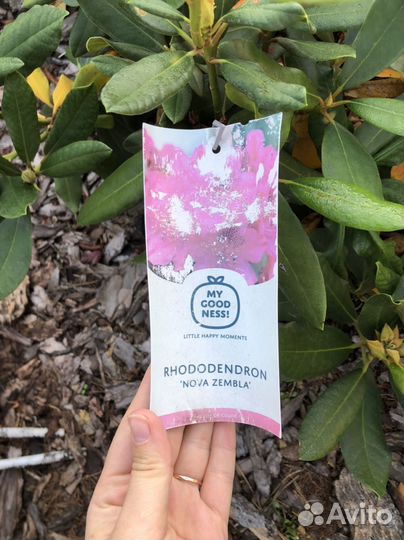 Родедендрон