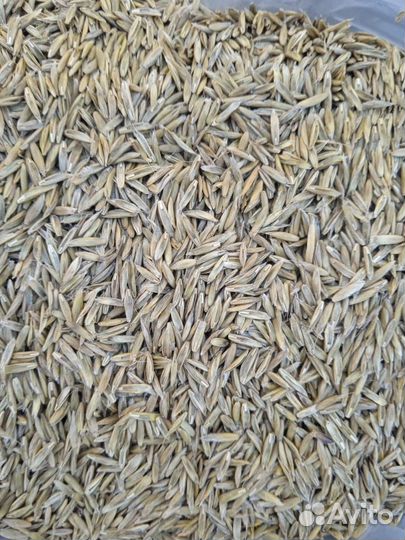 Семена райграса однолетние