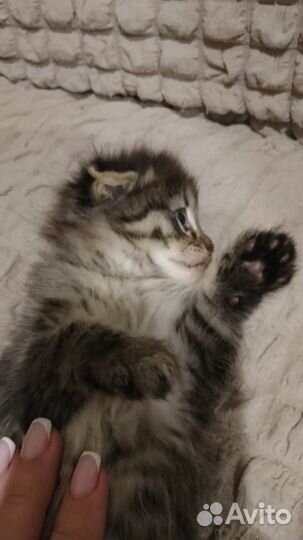 Кошки в добрые руки