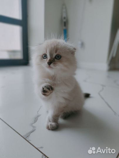 Шотландские котята