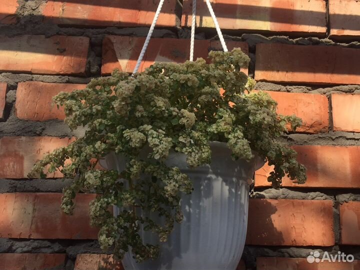 Уличные растения