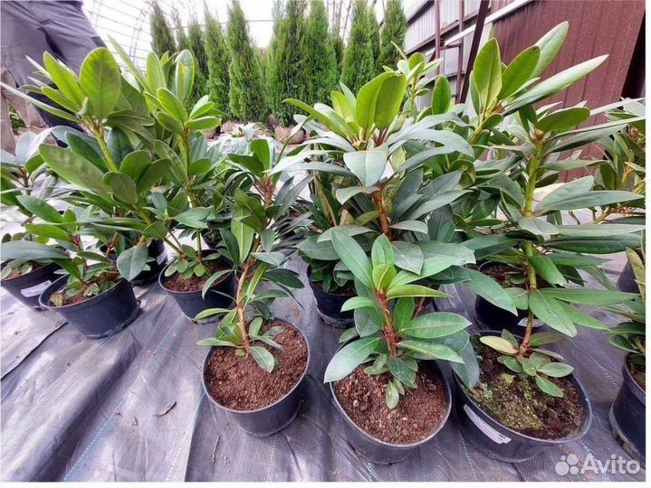 Сосна декоративная Можжевельник Туя Смарагд Колумн