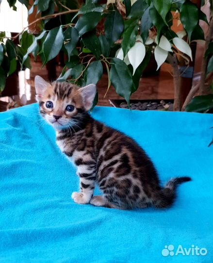 Бенгальские котята