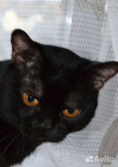 Бомбейские котята