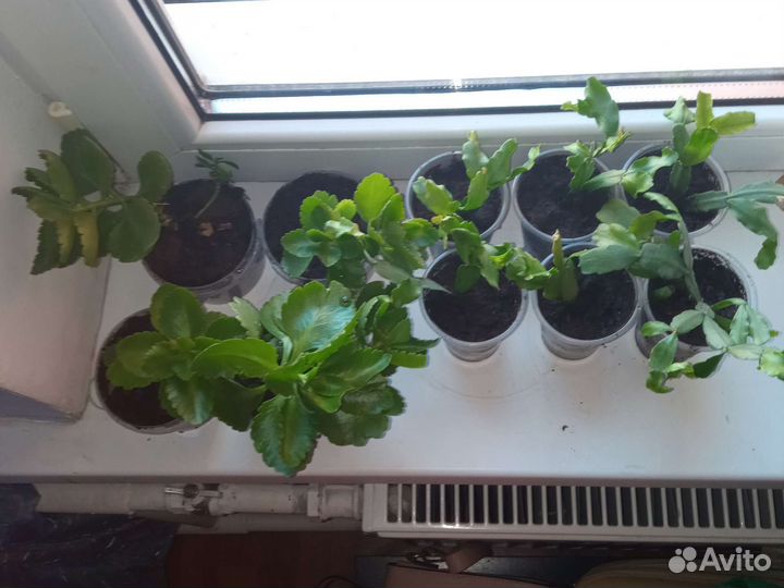 Каланхоэ и декабрист