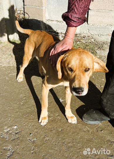 Собака ищет дом