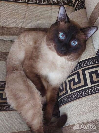 Кошки
