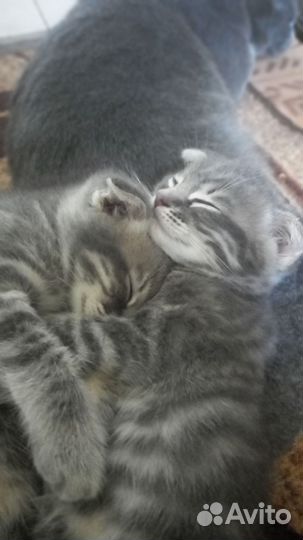 Вислоухие котята в добрые руки