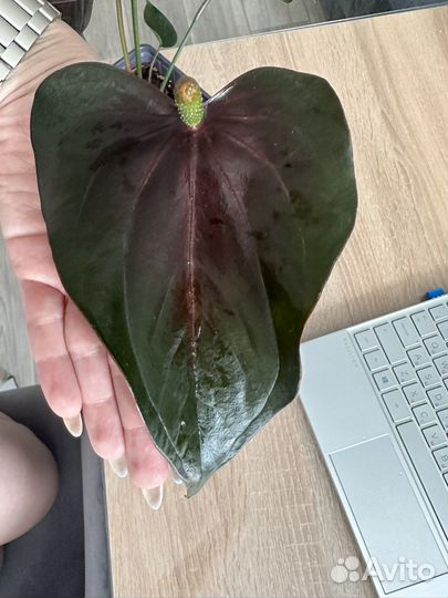 Антуриум Блэк Джамбо (Black Jambo)