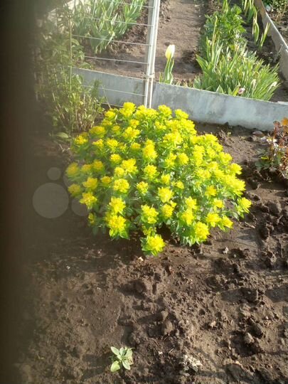 Дача 23 м² на участке 4 сот.