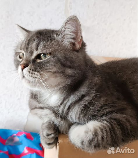 Шотландская