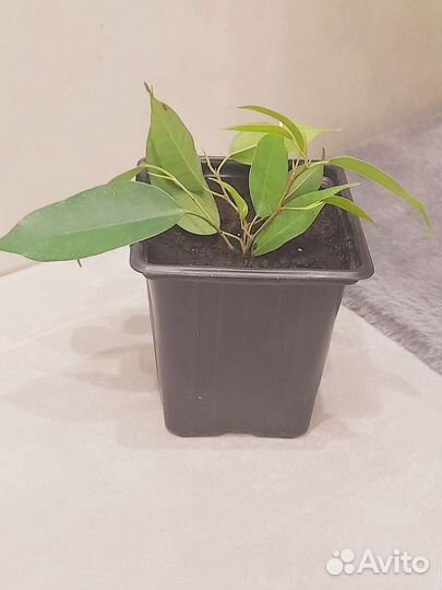 Фикус Грин кинки+фикус Наташа