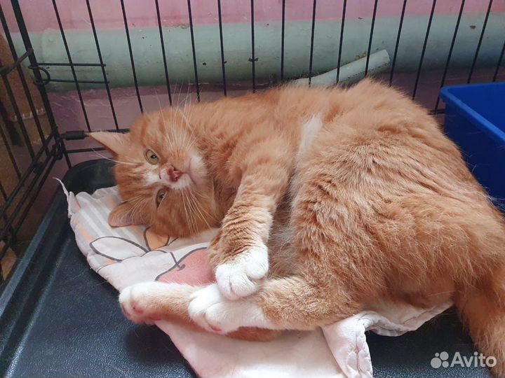 Кошка в дар