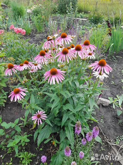 Продам многолетние растения