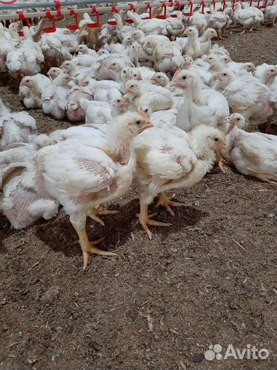 Цыплята Бройлеры Росс 308