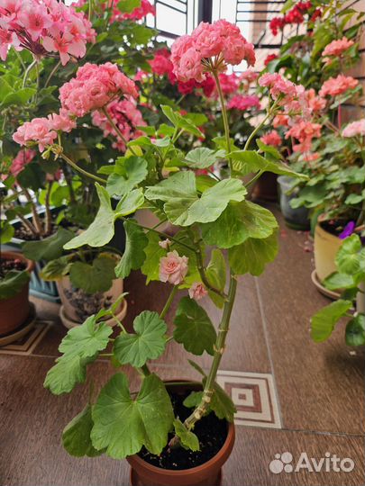 Пеларгония герань сортовая
