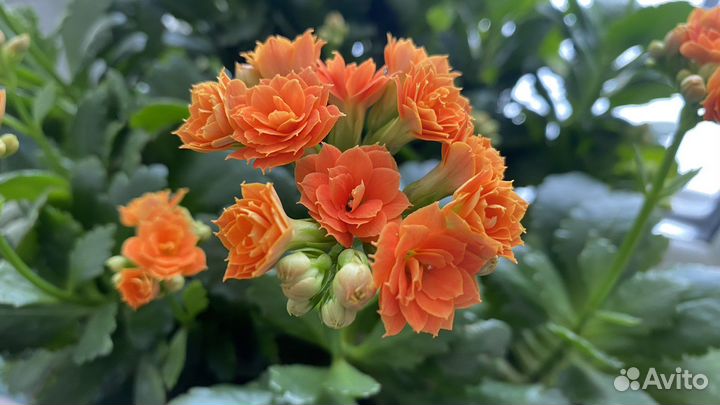 Каланхоэ Блоссфельда