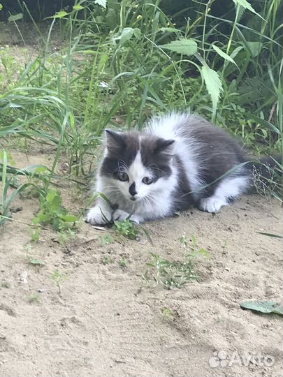 Отдам в добрые руки котенка девочку