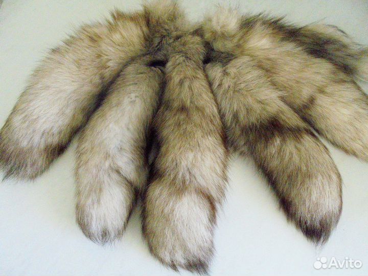 Хвосты песцовые