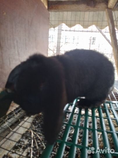 Кролик французский баран,калифорнийцы