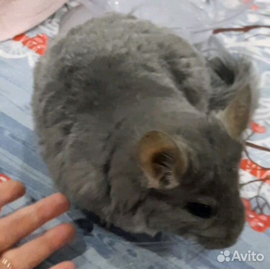 Шиншилла н кпа