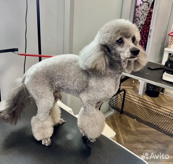 Груминг собак и кошек. Стрижки, экспресс-линька