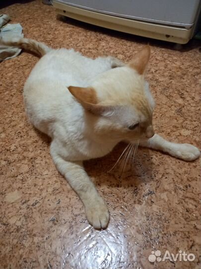 Отдам котика в добрые руки