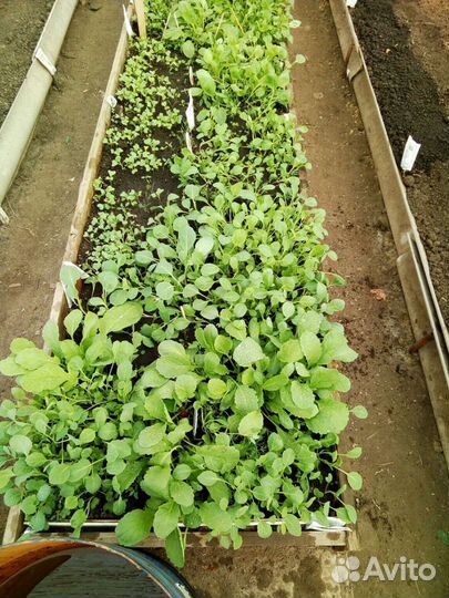 Рассада капусты,сорта ранние,средние,поздние