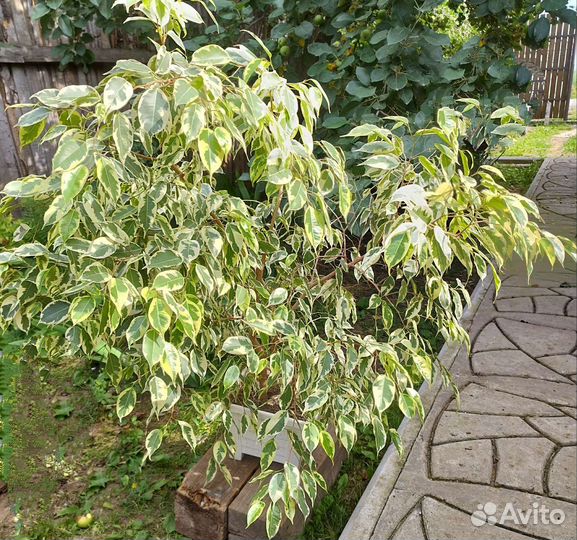 Фикус бенджамина пёстролистный