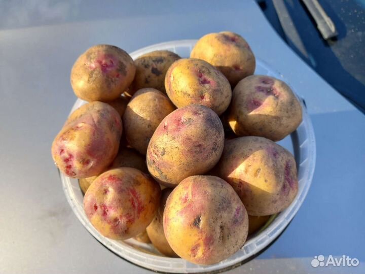 Семенной картофель