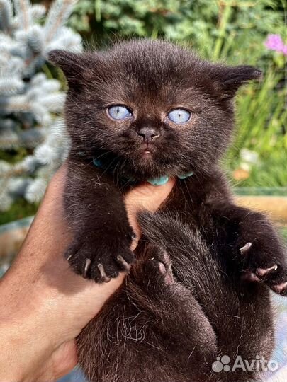 Шотландские угольки