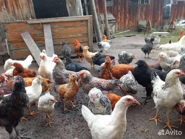 Куры молодки