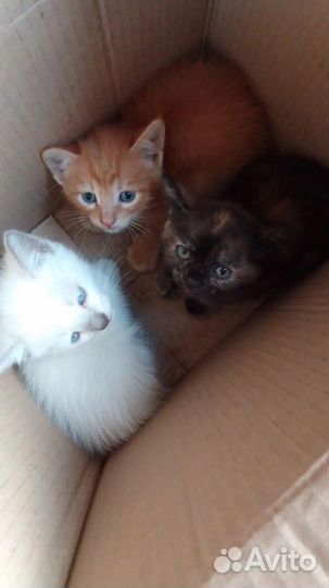 Котята в добрые руки