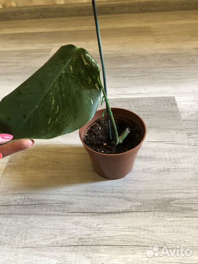 Монстера вариегатная альба