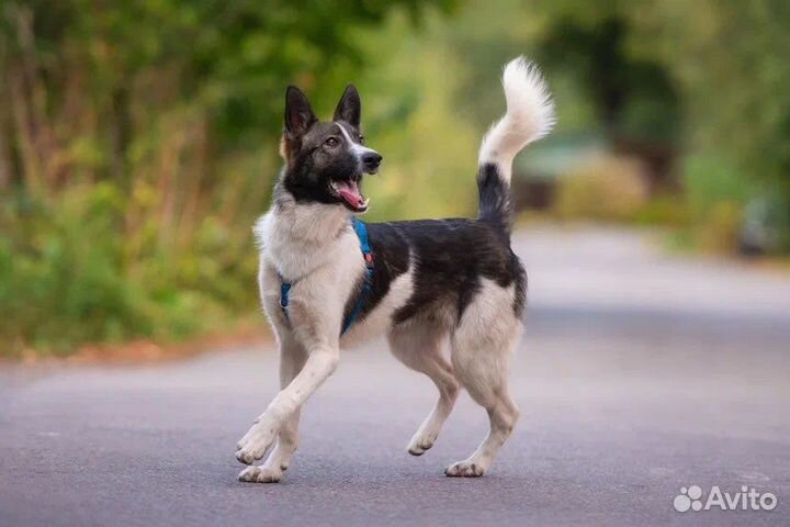 Алтай ищет хозяев